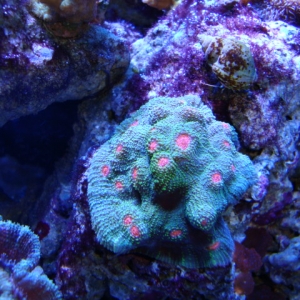 30g Finnex