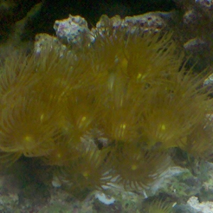 Yellow Polyps