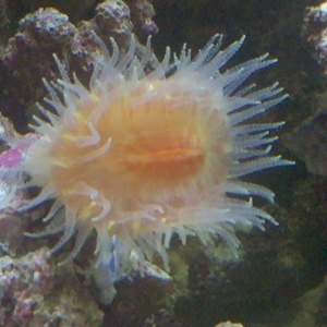 Balanophyllia