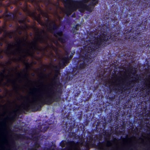 Red & Blue 2