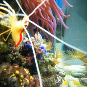 red and white shrimp,  blue tunicate