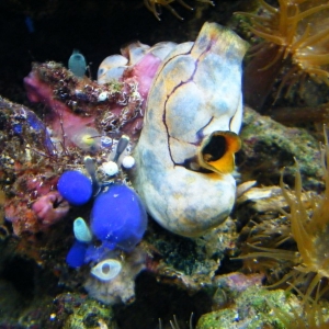 blue tunicate