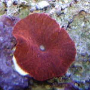 red shroom