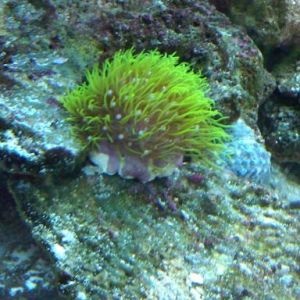 GSP Green Star Polyps