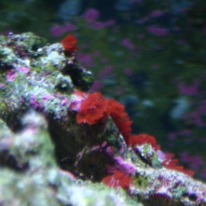 Need help to ID