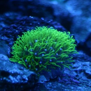 GSP Green Star Polyps