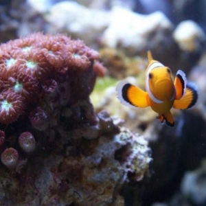 Clownfish