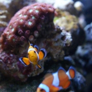 Clownfish