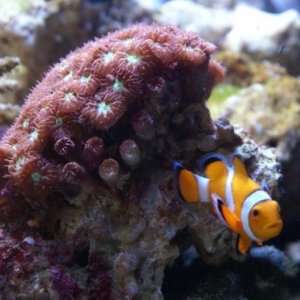 Clownfish