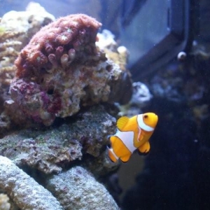 Clownfish