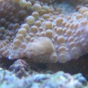 aquarium_pic_2_005