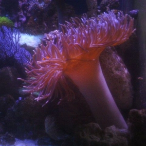 Anemone_II