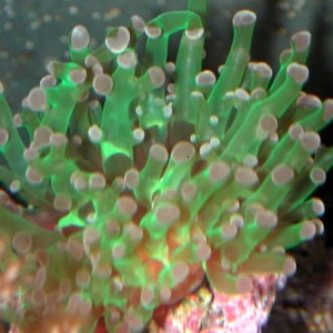 Frogspawn