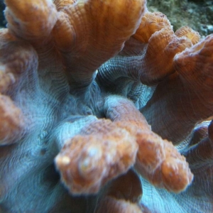 coral11