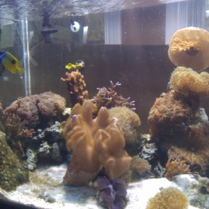Old Ones saved the fish and an the clam and two of the corals