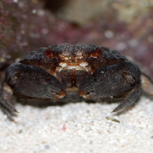 scarycrab