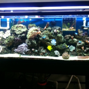 55 gallon reef