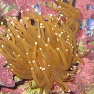 MIsc pics from my tank
