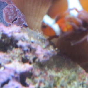 MIsc pics from my tank