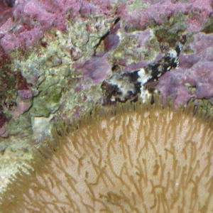MIsc pics from my tank