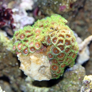 zooanthids