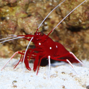 BloodShrimp2