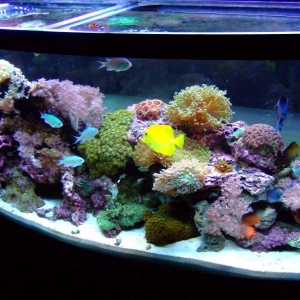 My_Reef_1