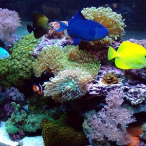 My_Reef_2