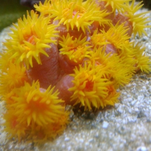 Sun Coral