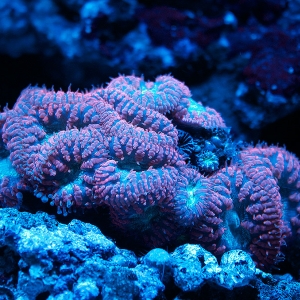 coral1a