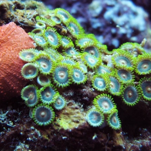 zoas and red mushroom