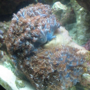 Sympodium Coral Find