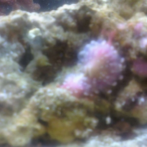 Clear Anemone with white tips