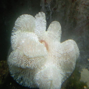 White Carpet Anemone