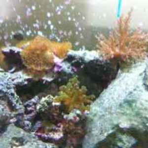 my corals