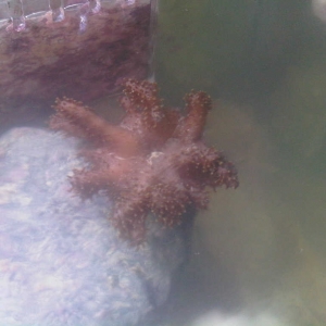 my corals