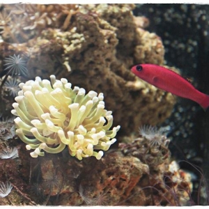 Grape Coral