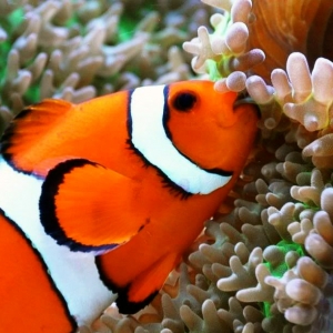 varga's Clown Fish