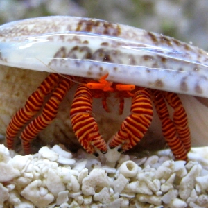 Halloween Hermit Crab