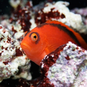 Goggles The Scarlet Hawkfish