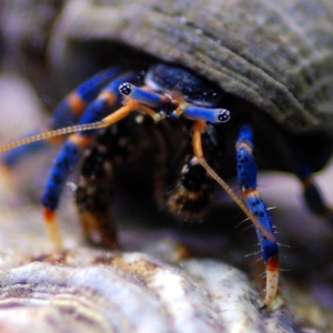 Scary blue leg