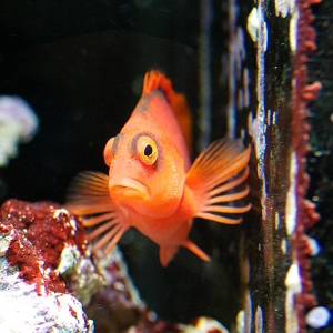 Scarlet Hawkfish