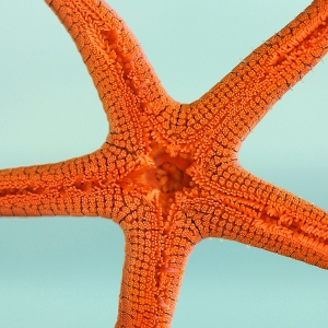 Starfish