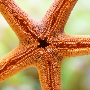 Orange Starfish