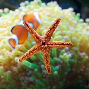 Orange Starfish