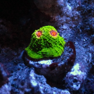 Ghost in the Reef