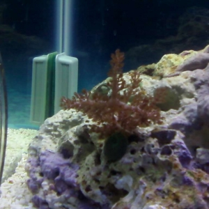 Kenyan Tree Coral