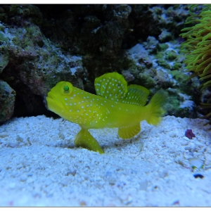 Watchman Goby