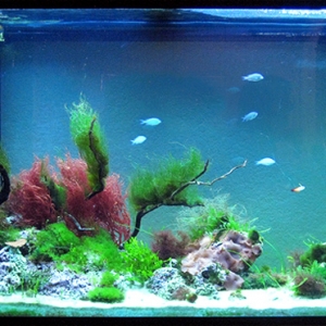 110gl SW planted tank