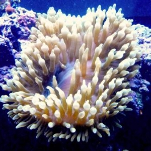 My Bubble Tip Anemone